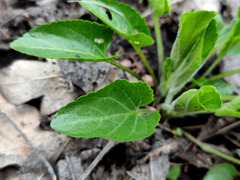 Viola ambigua
