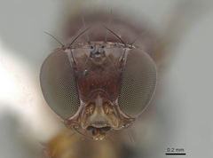 Mycetaulus bipunctatus