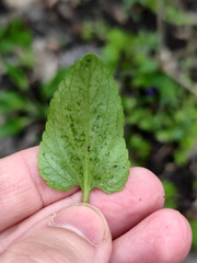 Viola ambigua