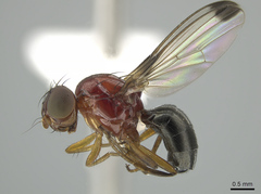 Mycetaulus bipunctatus