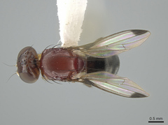 Mycetaulus bipunctatus