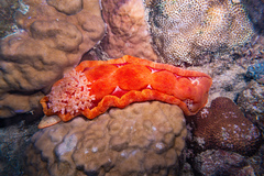 Hexabranchus sanguineus