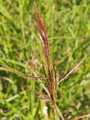 Bothriochloa bladhii
