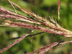 Bothriochloa bladhii