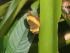 Yoma sabina