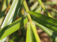 Bothriochloa bladhii