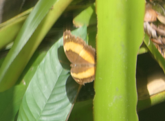 Yoma sabina