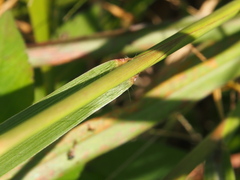 Bothriochloa bladhii