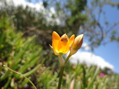 Ornithogalum maculatum