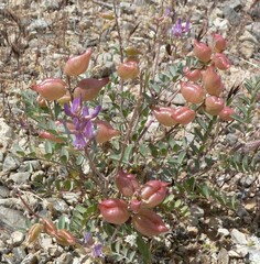 Astragalus lentiginosus