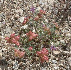 Astragalus lentiginosus
