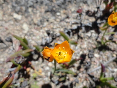 Ornithogalum maculatum