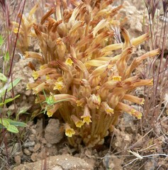 Aphyllon franciscanum