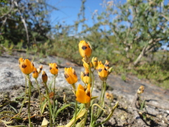 Ornithogalum maculatum