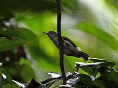 Malacopteron cinereum