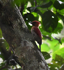 Chrysophlegma miniaceum