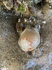 Acanthodoris nanaimoensis