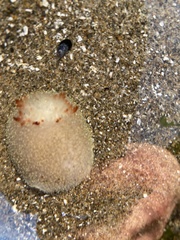 Acanthodoris nanaimoensis