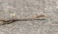 Dryophiops rubescens