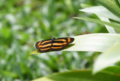 Pantoporia