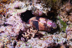 Cryptoplax larvaeformis