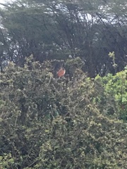 Centropus superciliosus