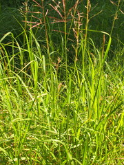 Bothriochloa bladhii