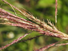 Bothriochloa bladhii