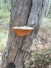 Piptoporus australiensis