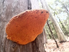Piptoporus australiensis