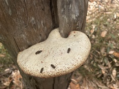 Piptoporus australiensis