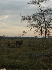 Kobus ellipsiprymnus defassa