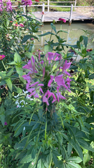 Cleome houtteana