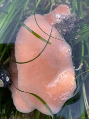 Aplidium californicum