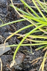 Eleocharis minuta