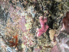 Stylantheca papillosa