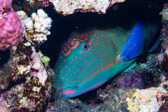 Cetoscarus ocellatus