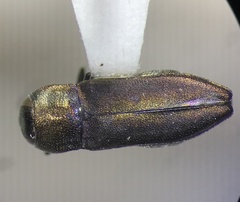 Anthaxia caseyi santarosae