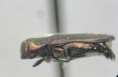 Anthaxia caseyi santarosae