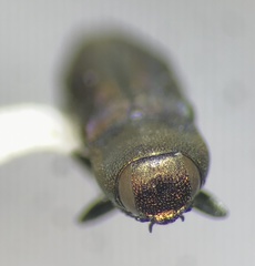 Anthaxia caseyi santarosae