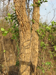 Erythrina suberosa