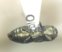 Anthaxia caseyi santarosae