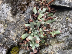 Sedum oblanceolatum