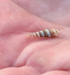 Terebrinae