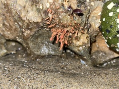 Ectopleura marina
