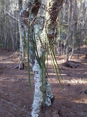 Dendrobium teretifolium