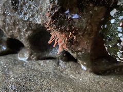 Ectopleura marina