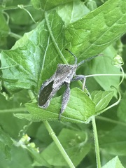 Piezogaster indecorus