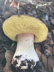 Boletus regineus