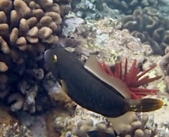 Cantherhines dumerilii